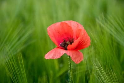 Vibrant Red Poppy Flower Meadow Mobile Wallpaper HD