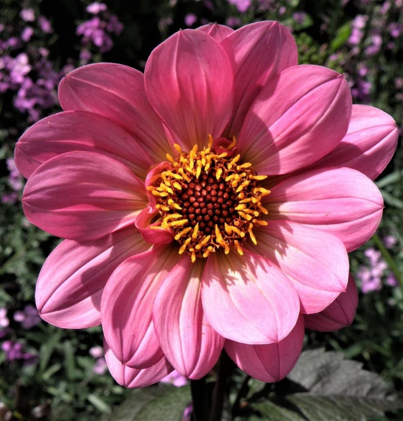 Pink dahlia flower with layered petals and a yellow-orange center set against a soft purple and green background.