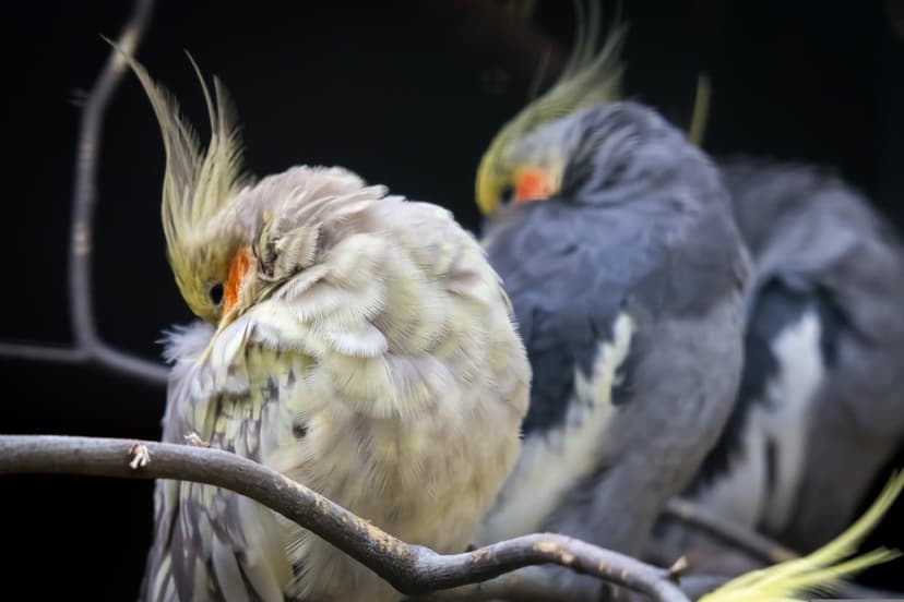 Three cockatiels with prominent crests sit on a dark branch preening their soft white and gray plumage.