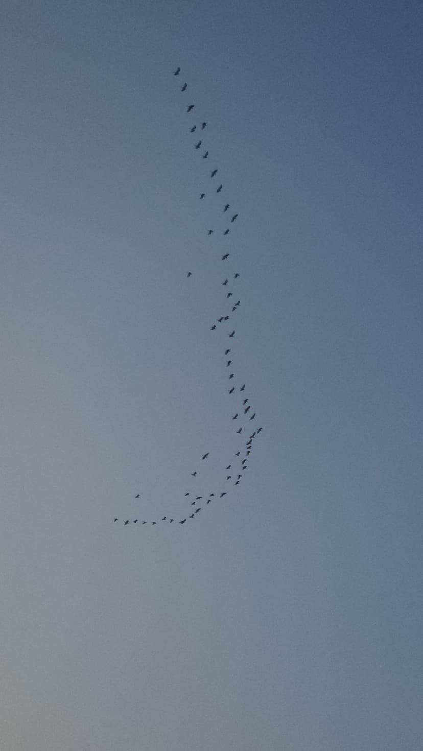Migratory birds in a V-shaped formation fly through a clear light blue sky during a daytime journey.