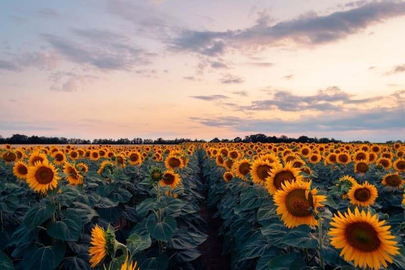 Sunflowers face a glowing orange sun under a cloudy sky in a sprawling field during the golden hour.
