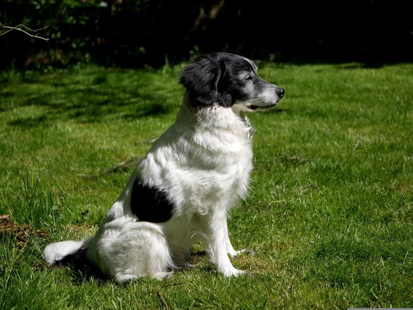Black and white dog with a large side patch sits attentively in tall green grass during a sunny afternoon.
