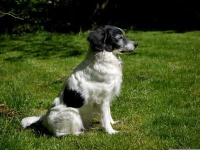 Black and white dog sitting in green grass