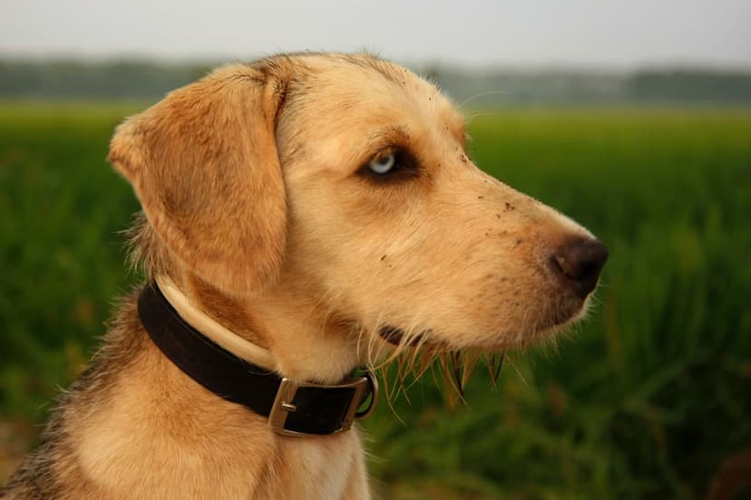 Tan dog with bright blue eyes stares across a green field in a profile shot with a blurred sky background.