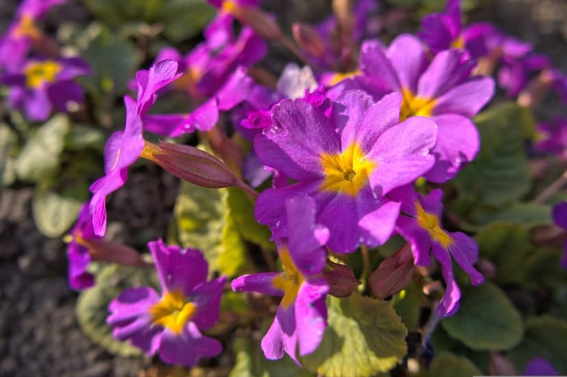 Purple primrose flowers featuring bright yellow centers and green leaves with a soft blurred background.