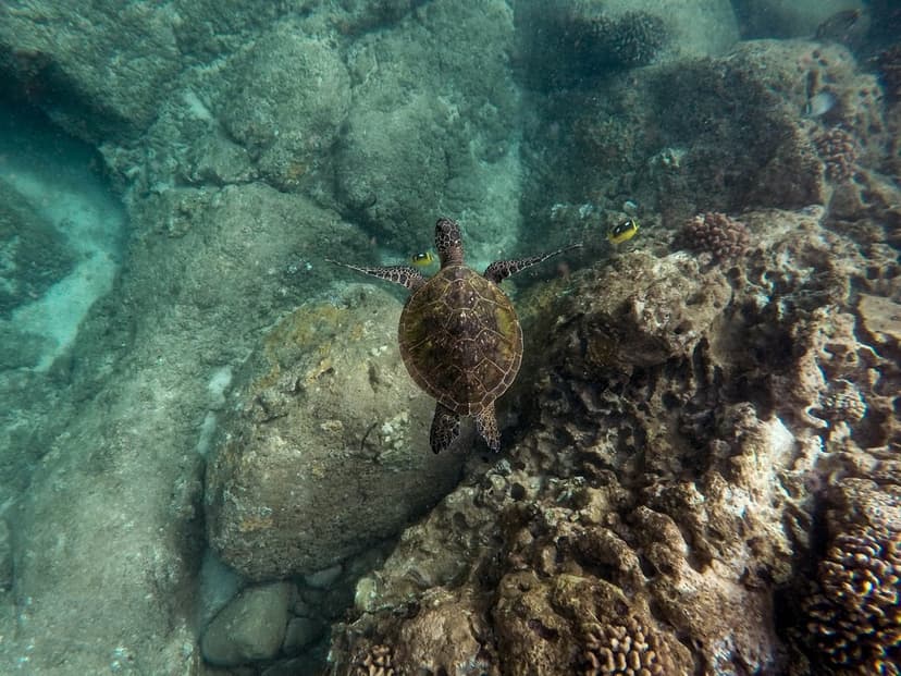 Green sea turtle swimming over a rocky coral reef with small yellow fish in clear turquoise tropical water.