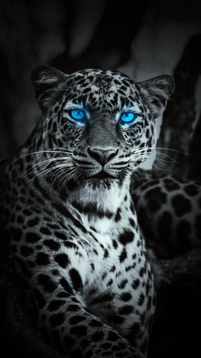 Leopard with Electric Blue Eyes in Dramatic Black and White