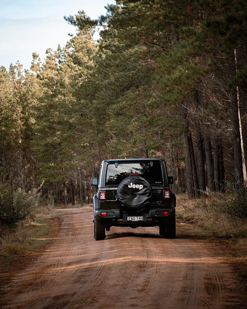 Black Jeep Wrangler with a spare tire drives down a dusty dirt road through a sunlight-dappled pine forest.