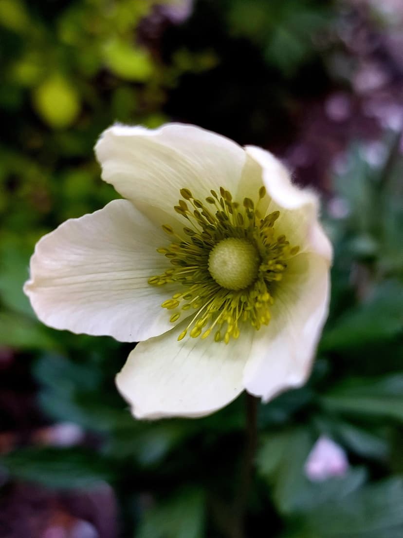 White anemone flower with prominent green stamens and soft white petals against a blurred green and purple background.