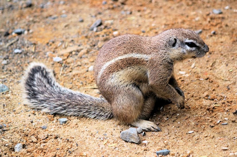 Striped ground squirrel with a bushy tail sits alertly on sandy ground with scattered seeds and small pebbles.