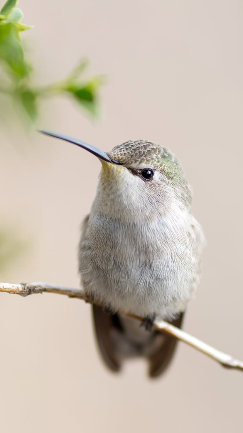 Hummingbird with a long beak and green crown perches on a twig against a soft, blurred neutral background.
