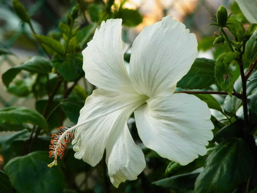 White hibiscus flower with five delicate petals and a yellow stamen centered against blurred green foliage.