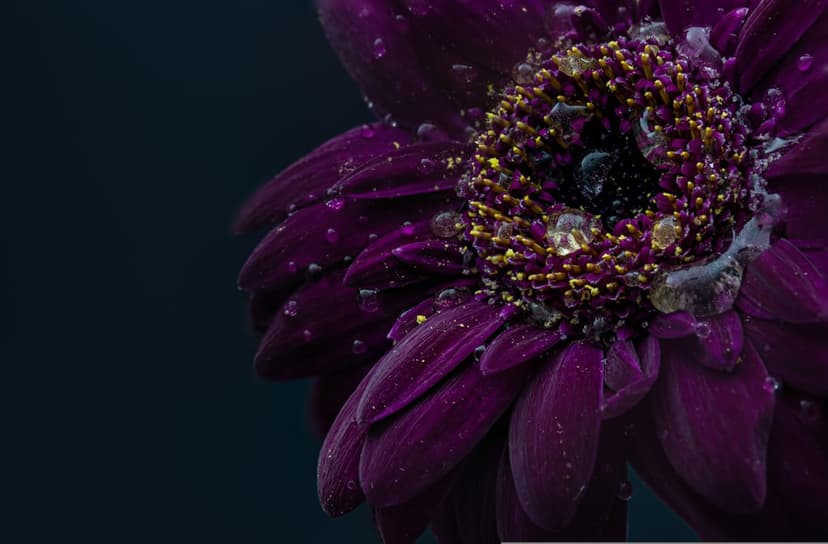 Purple Gerbera daisy with translucent water droplets on petals against a dark, out-of-focus background.