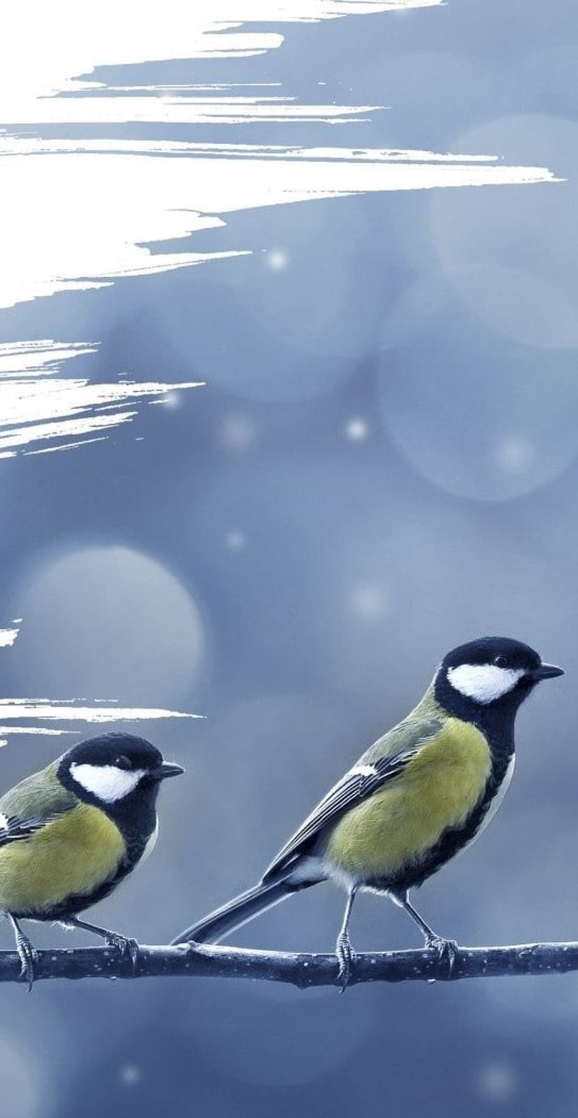 Two Great Tit birds with yellow breasts perch on a dark branch against a soft blue bokeh background.