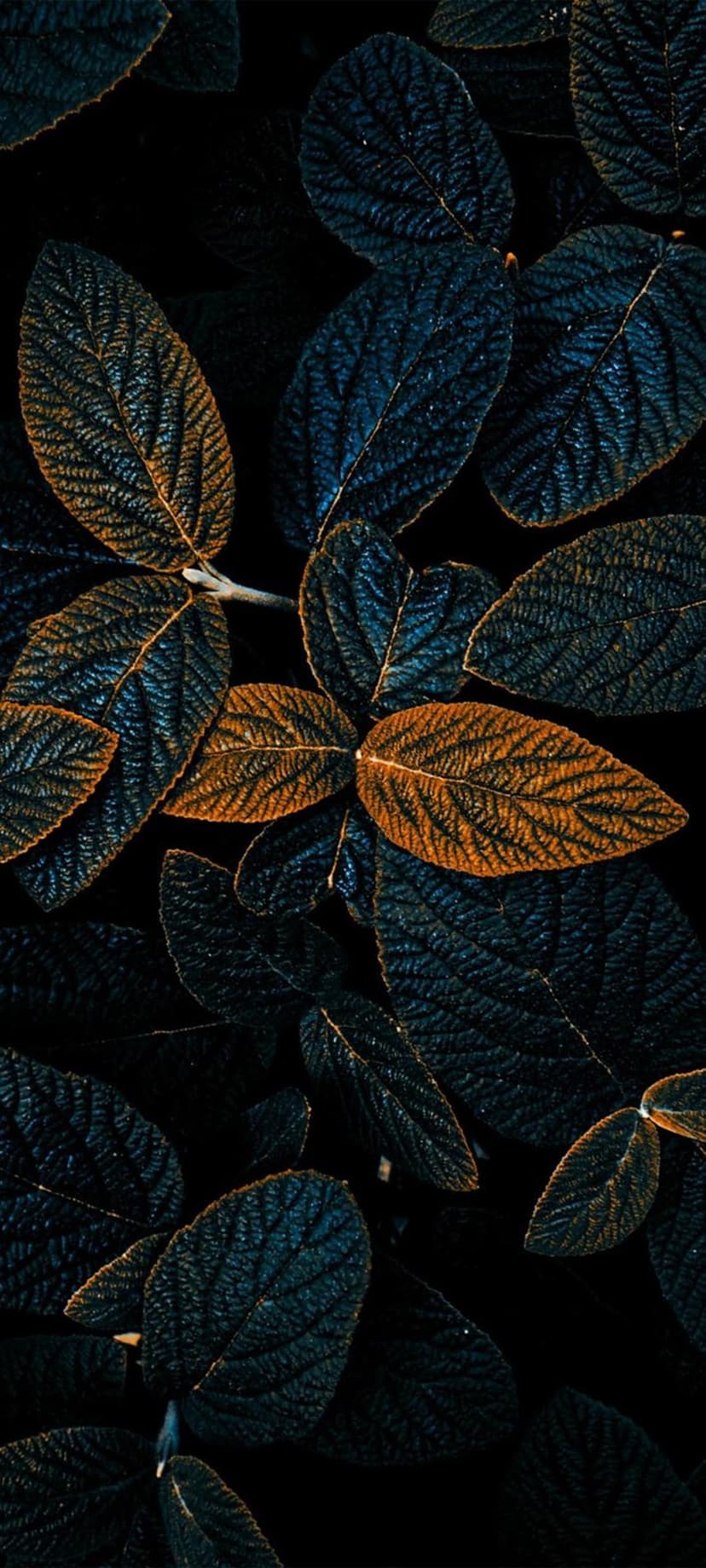 Amber and deep blue leaves show intricate vein details under dramatic low-light conditions in a vertical view.