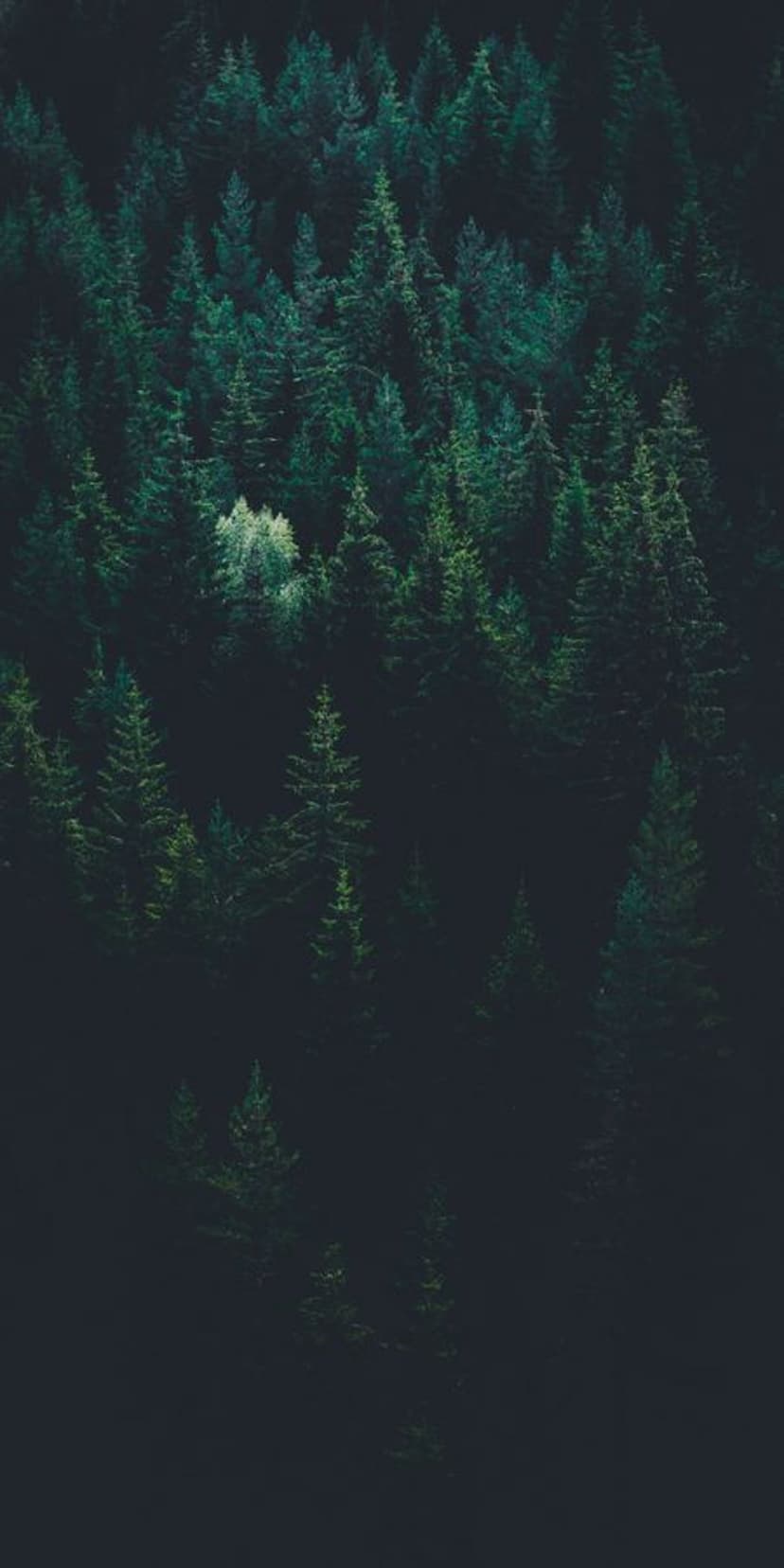 Overlapping dark green pine branches viewed from above with a single bright cluster of needles in the center.