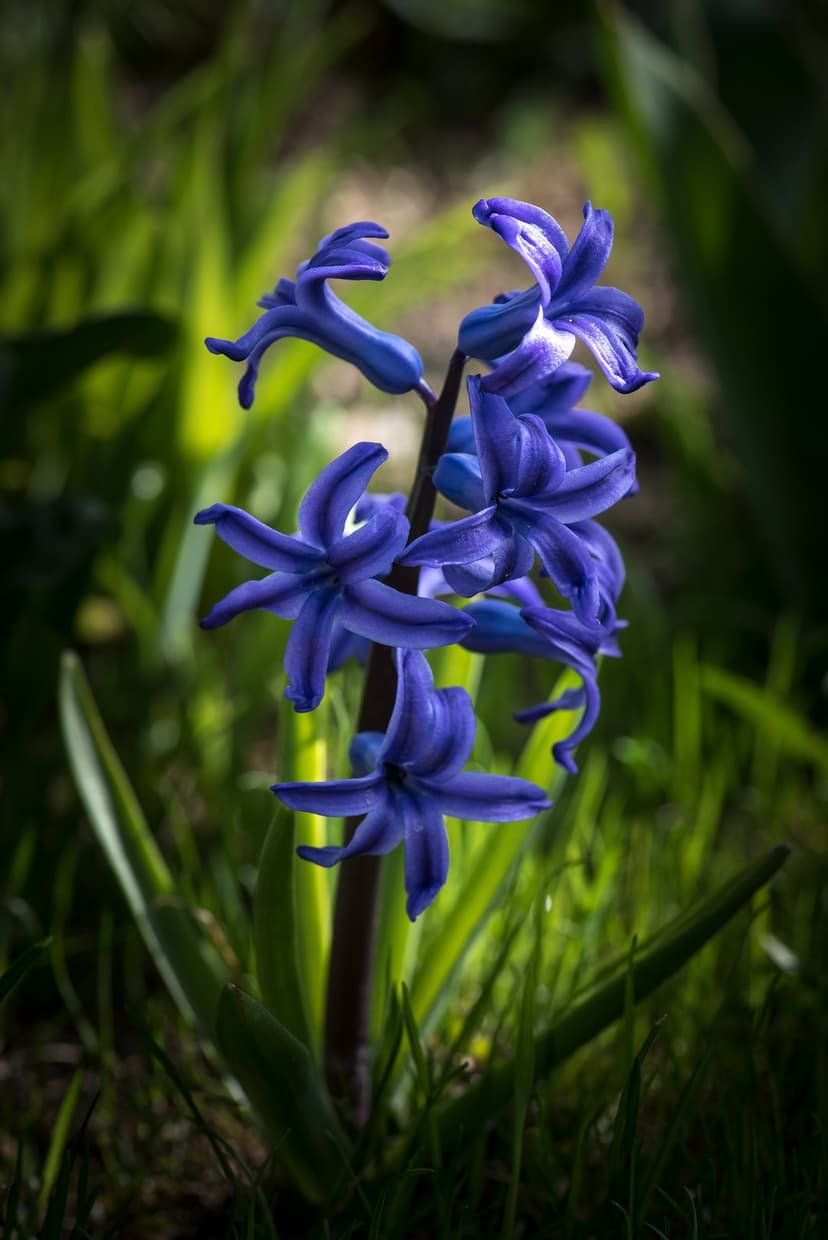 Blue hyacinth flower with star-shaped petals blooms amidst bright green grass blades under warm natural light.