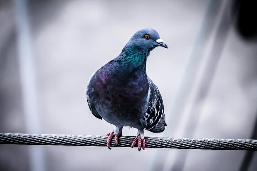 Pigeon with iridescent green neck feathers and orange eyes grips a metal wire against a blurred urban background.