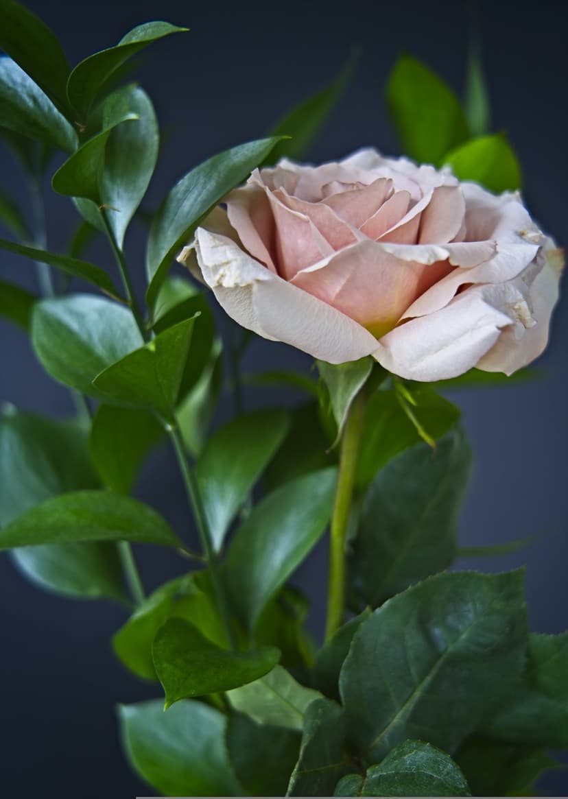 Pale pink rose with delicate petals surrounded by dark green leaves against a shadowy, blurred background.
