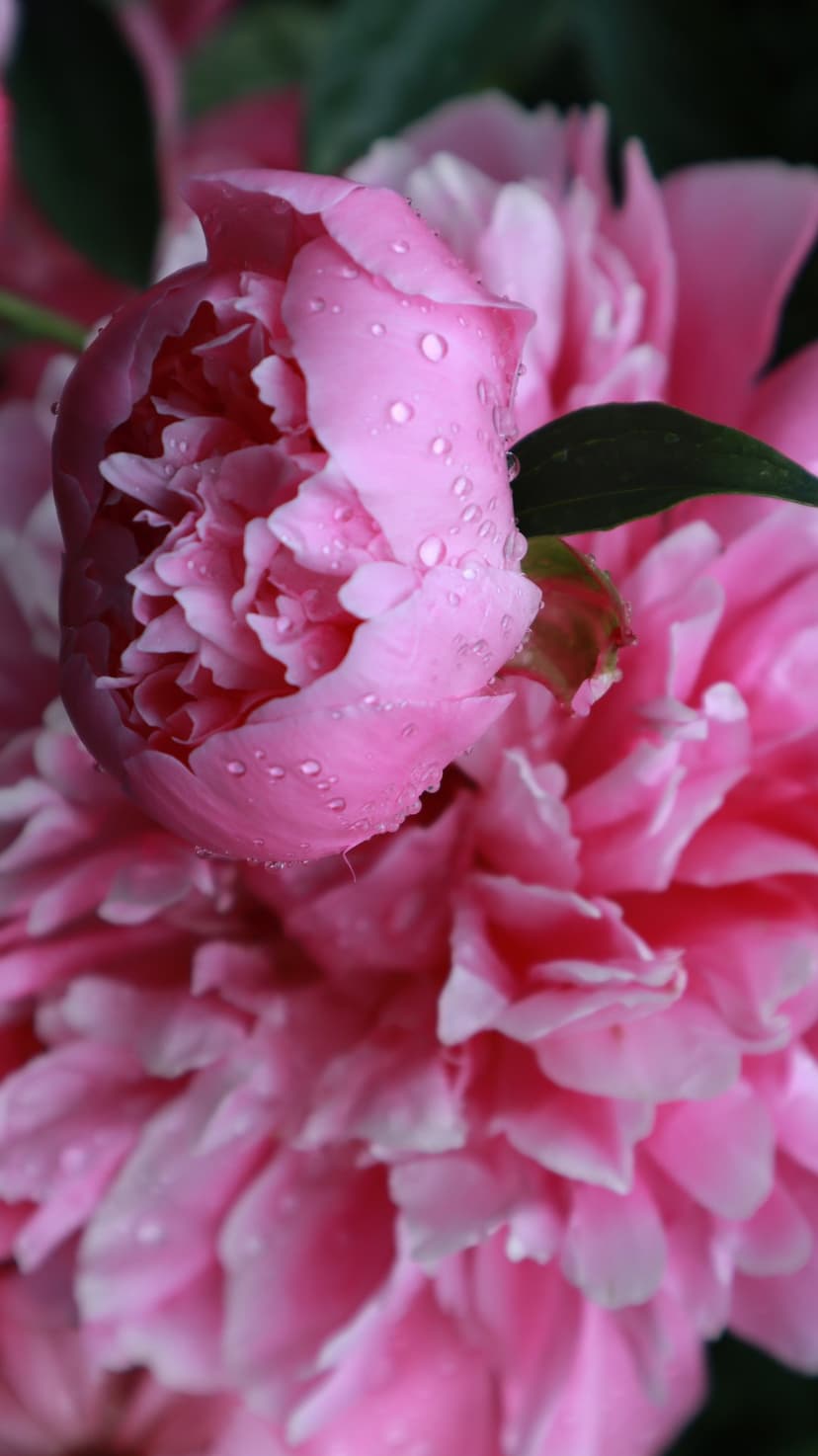Pink peony petals covered in small dew drops against a dark green leaf background in a close-up macro view.