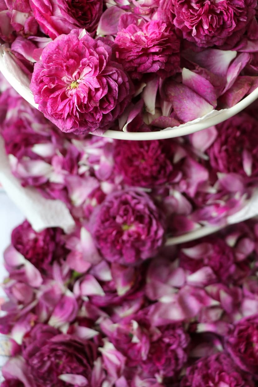 Pink rose petals and blooming flowers arranged in a dense, layered composition with soft fuchsia and white gradients.
