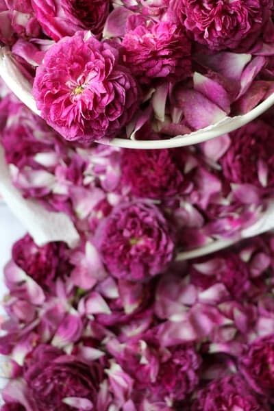 Close-up of Vibrant Pink Rose Petals and Blooms