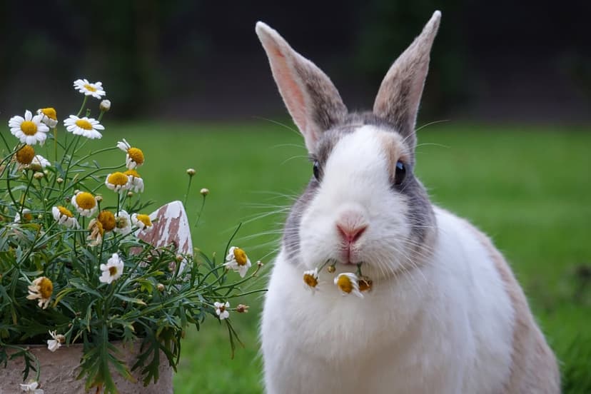 White and brown rabbit holds a daisy in its mouth while sitting in a lush green garden with blooming flowers.