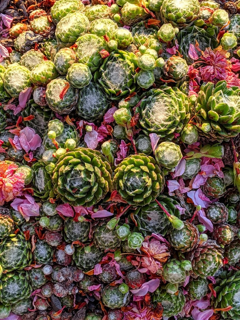 Green succulent rosettes with fuzzy leaves and scattered pink petals in a dense, top-down macro composition.