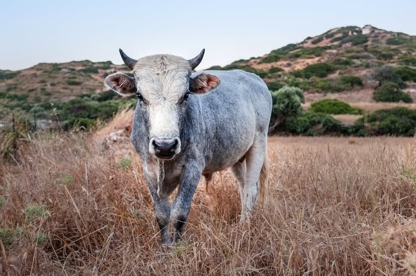 Gray bull with dark horns stands in a dry grass field with rolling green hills and a light blue sky behind it.