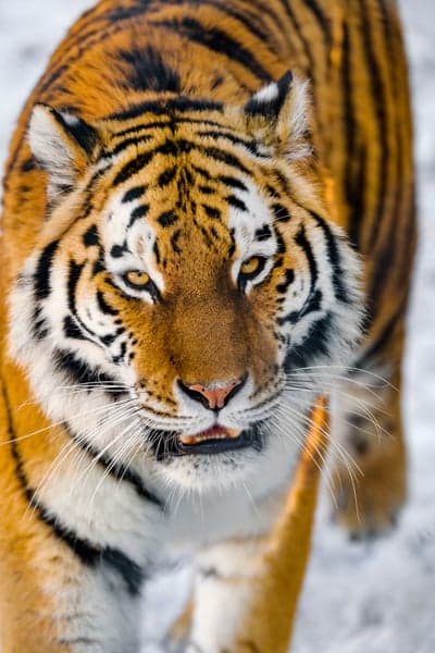 Close-up of a majestic Siberian Tiger in the snow