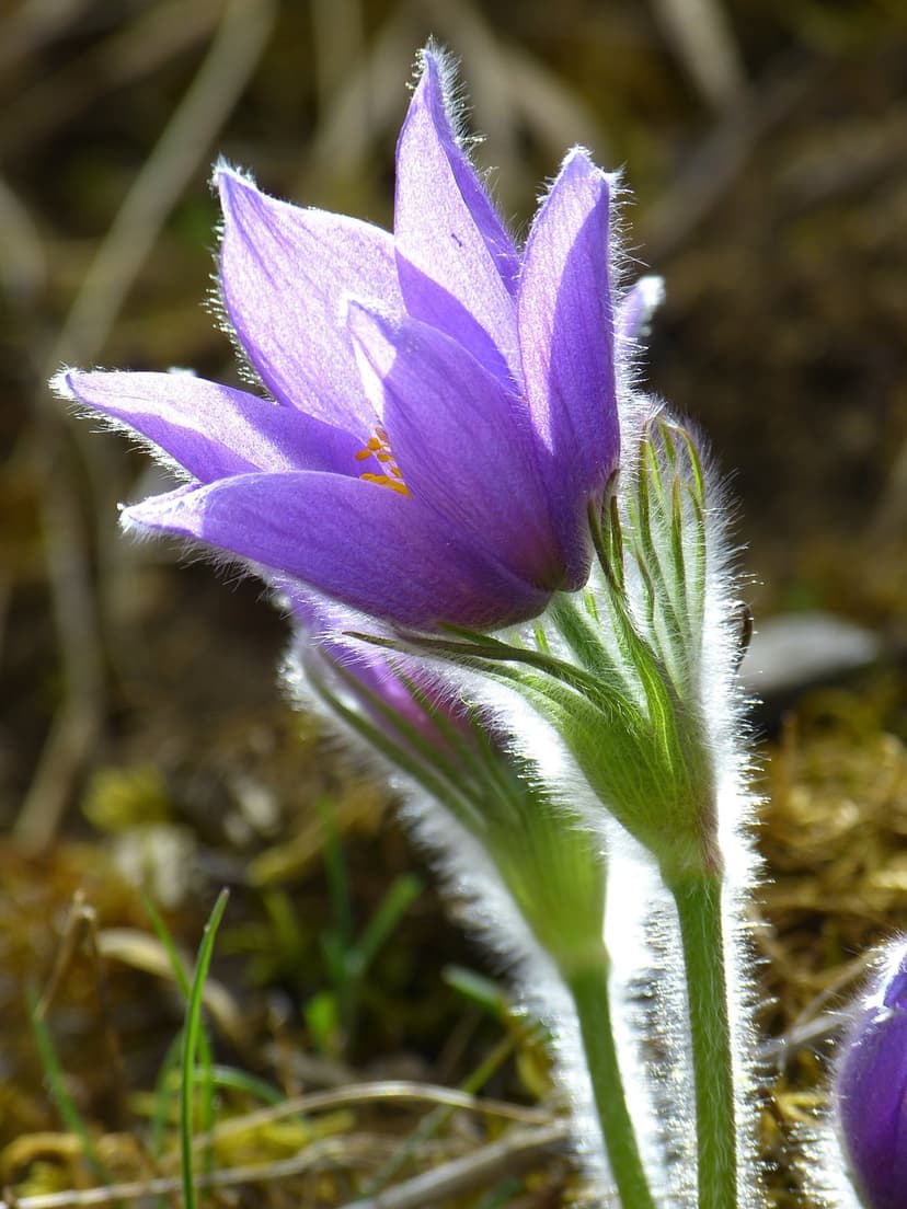 Purple pasqueflower with translucent petals and a fuzzy stem glows under soft sunlight in a macro nature shot.