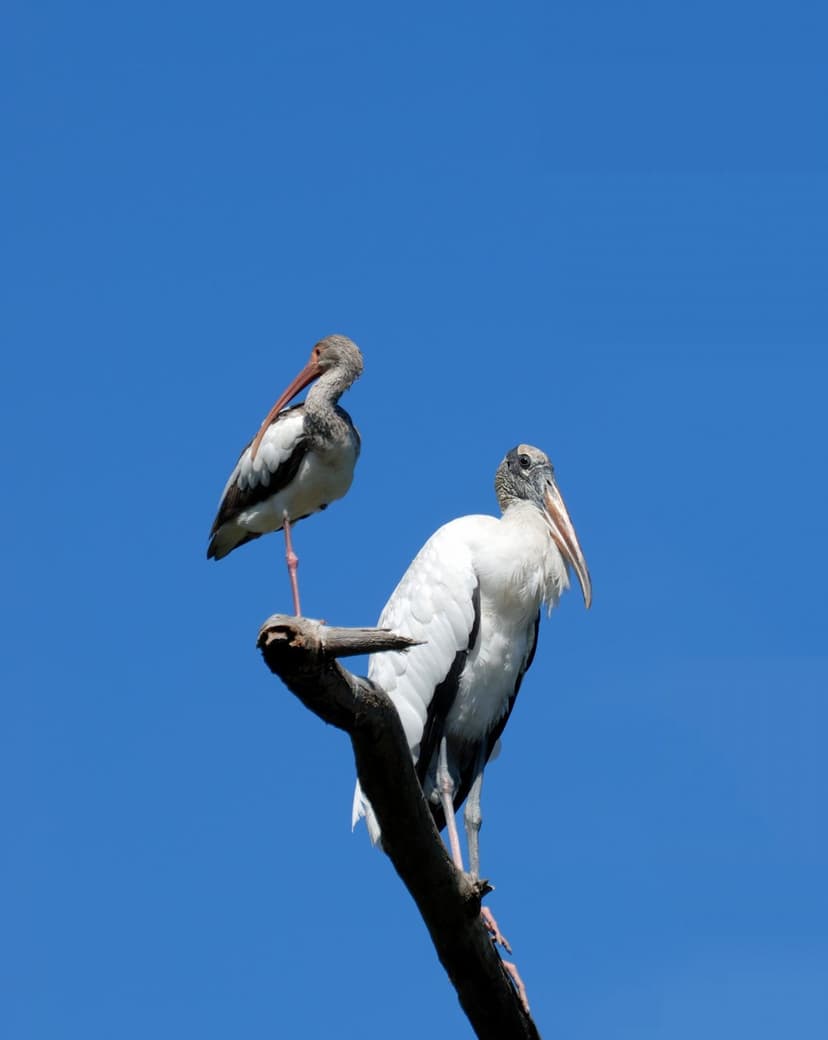 Two white wood storks with long dark beaks sit on a bare tree branch under a bright, cloudless blue sky.
