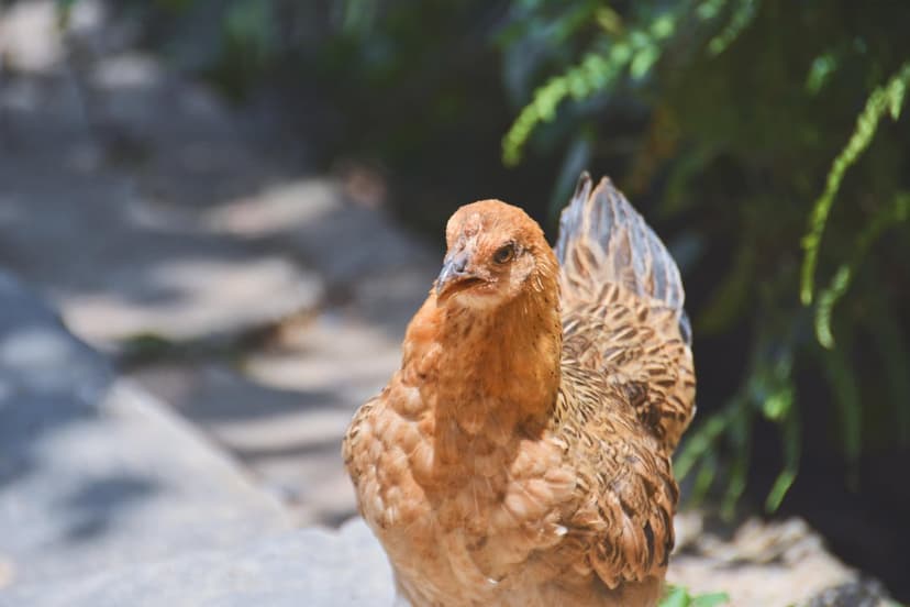 Brown hen with detailed feathers tilts its head in dappled sunlight against a blurred garden path background.