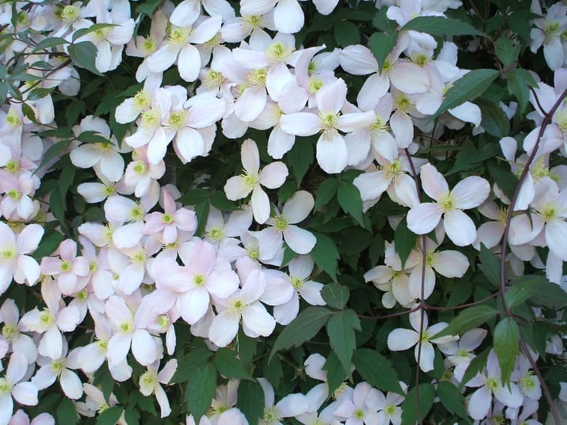 Star-shaped white clematis blossoms with yellow stamens grow against a background of vibrant green foliage.