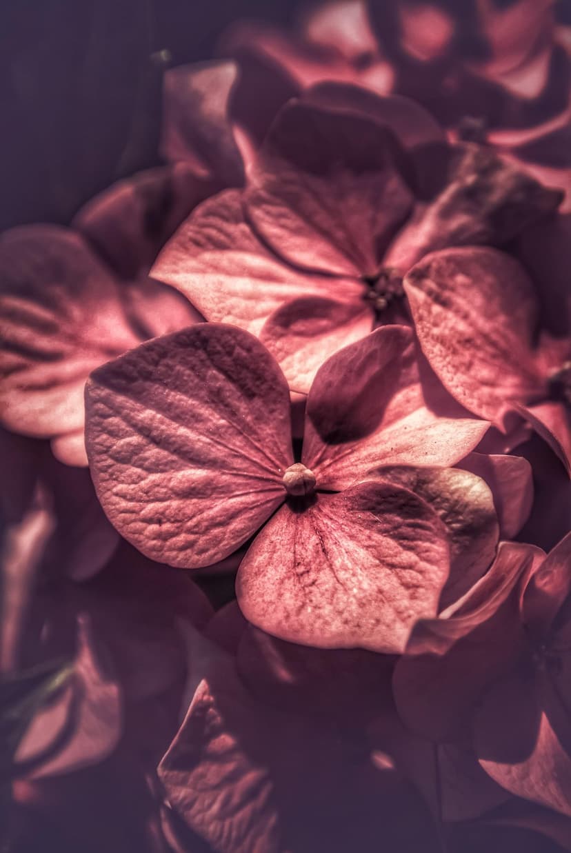 Pink hydrangea petals showcase intricate veins and velvety textures illuminated by a soft glow of natural light.