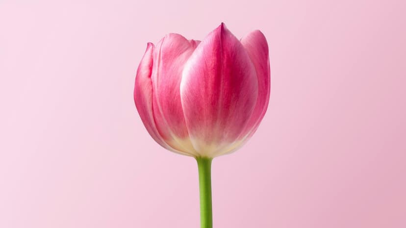 Pink tulip with delicate petals stands against a soft pink gradient background in a minimalist studio composition.