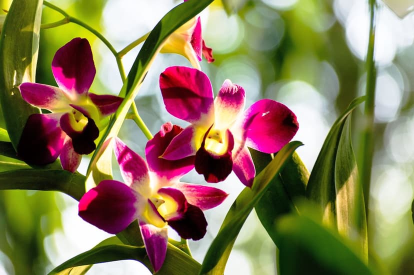 Pink and yellow orchids glow in warm sunlight with a soft bokeh background of tropical green foliage.