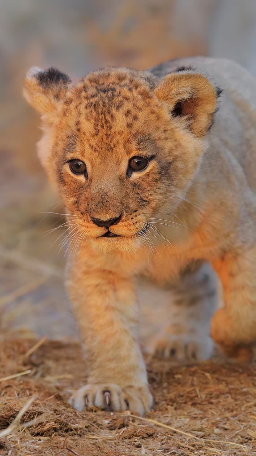 Lion cub with wide eyes and spotted fur walks toward the viewer against a soft, sunlit African savanna background.