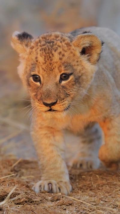 Pouncing Play - Little Lion's Adventure