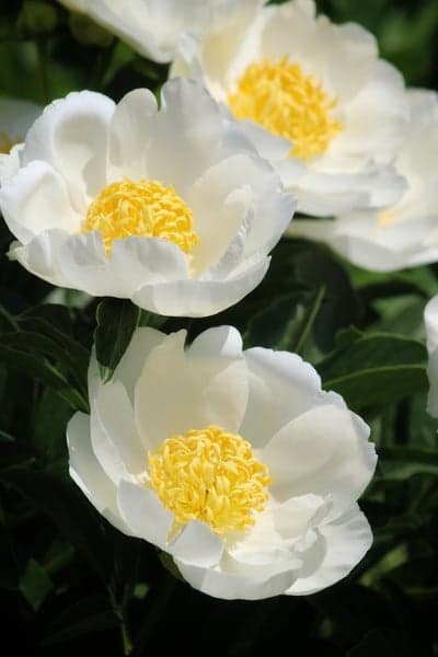 Close-up of white peonies with bright yellow centers