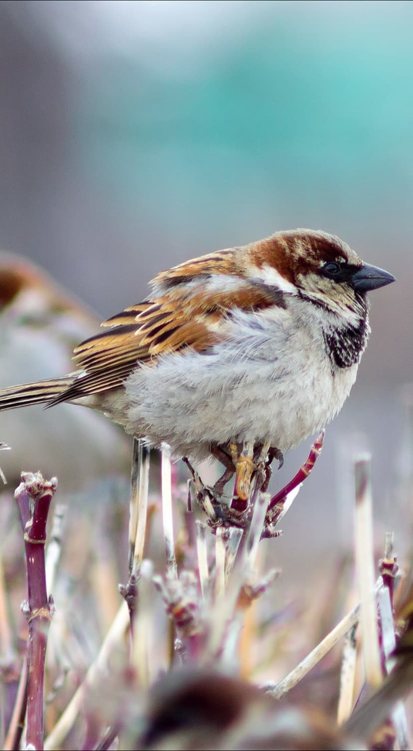 Male House Sparrow with brown and grey feathers perches on dry twigs against a soft teal and charcoal background.