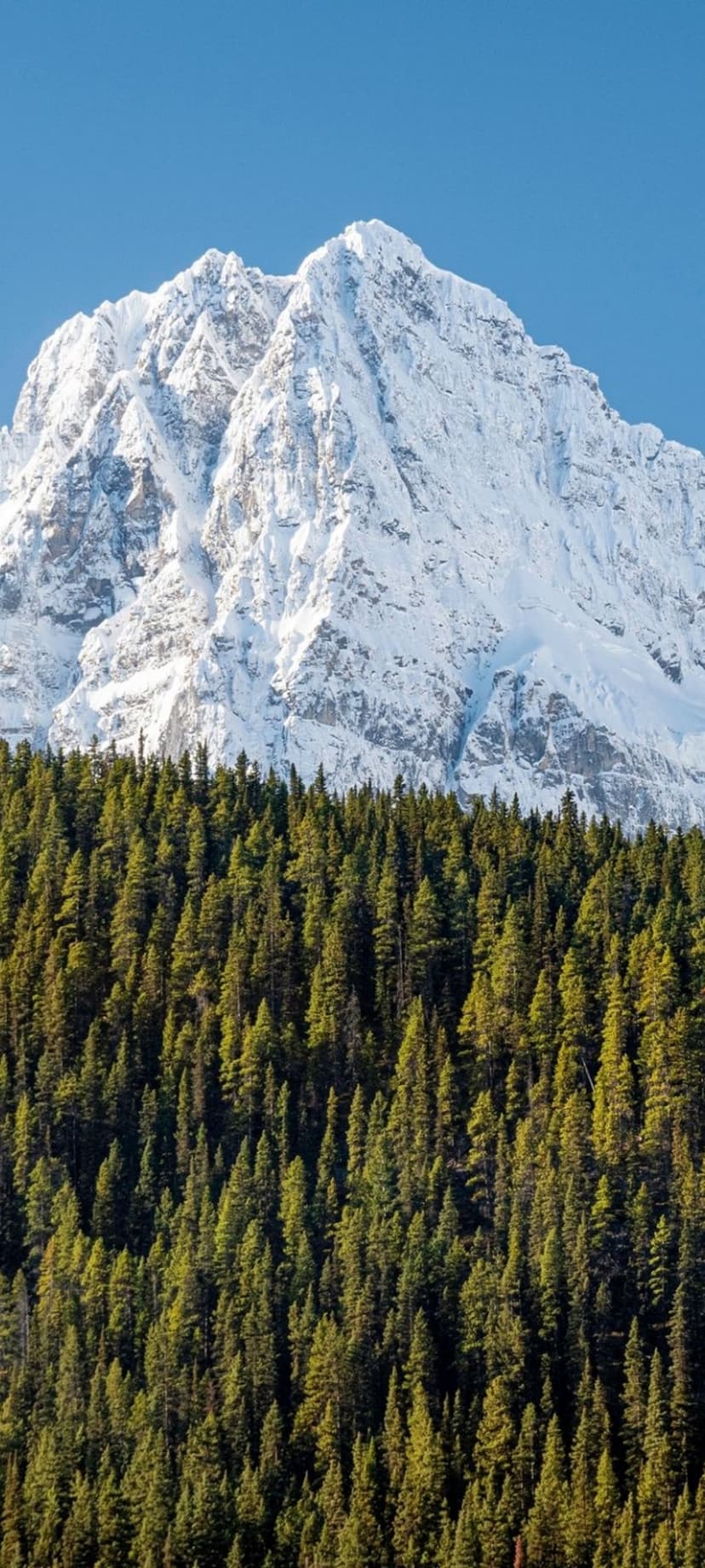 Snow-dusted mountain peak towers above a dense green evergreen forest under a bright clear sky in vertical view.