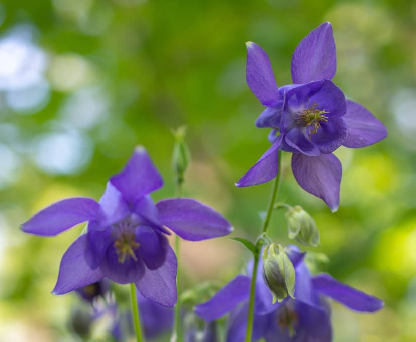 Purple columbine flowers with long spurs bloom in a summer garden against a soft green out-of-focus background.