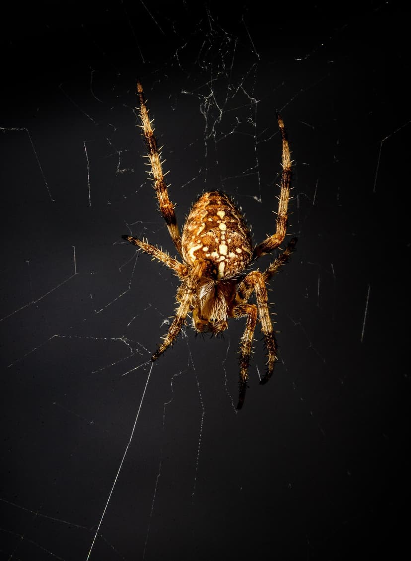 European garden spider with hairy legs rests on a dew-covered web against a dark, blurred background.