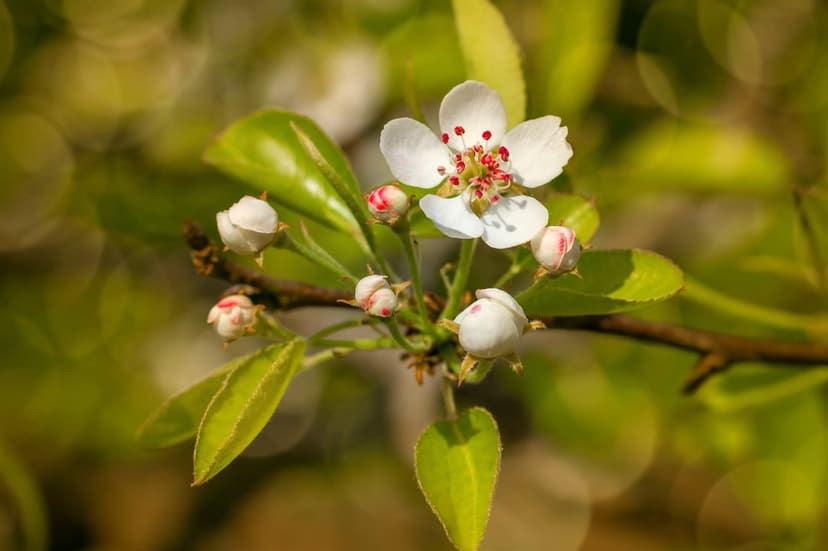 White pear blossoms with red centers bloom on a leafy branch under soft sunlight with a blurred green background.