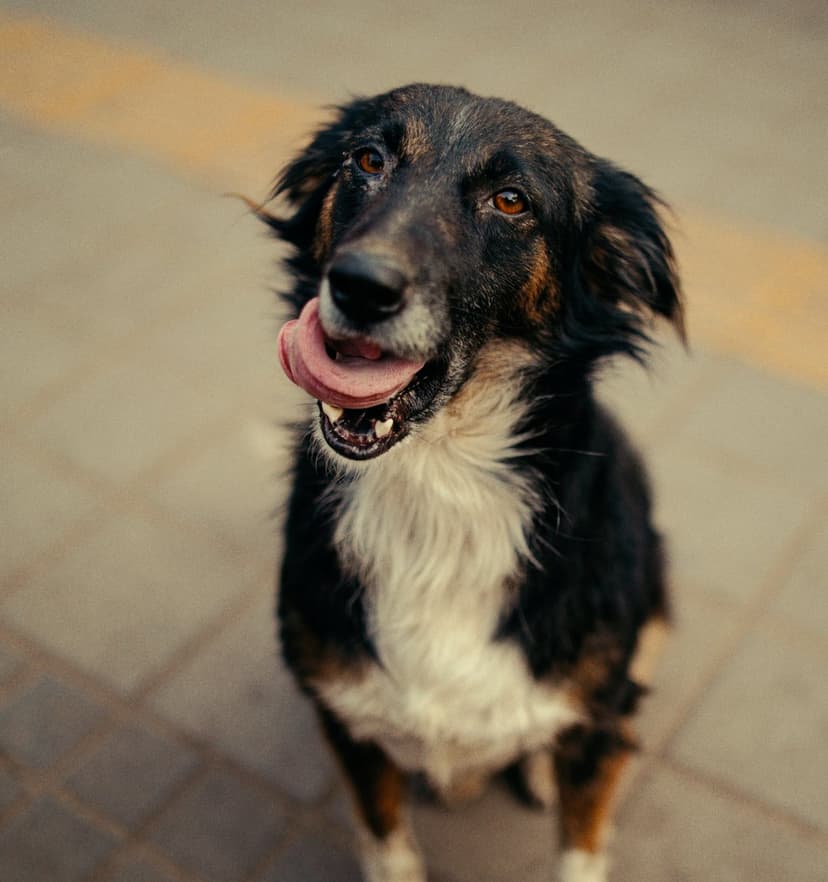 Black and tan dog licking its snout with its tongue out against a blurred textured stone background.