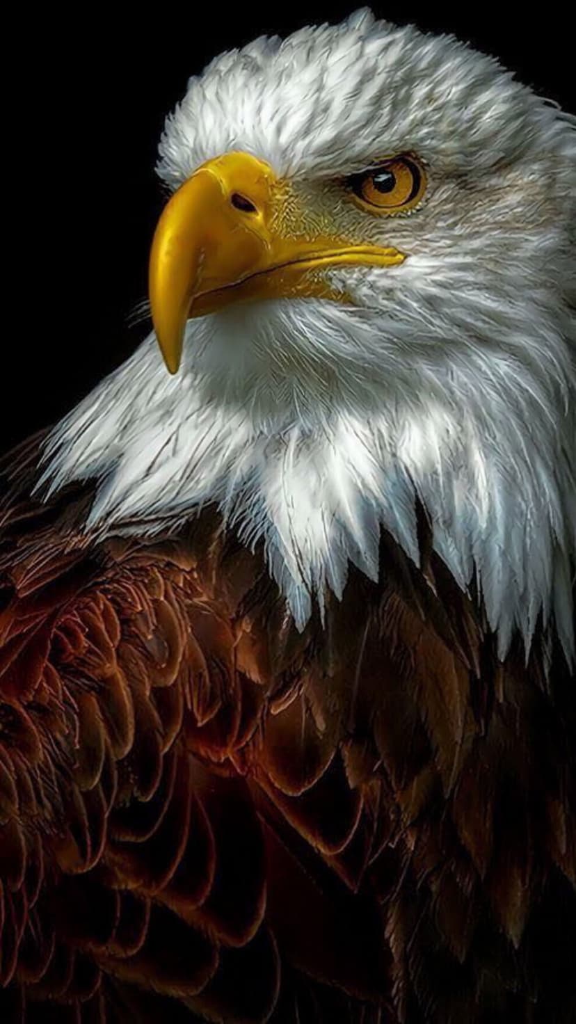 Bald eagle with a bright yellow beak and intense amber eye stares forward against a stark black background.