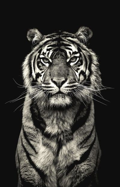 Intense Black and White Tiger Portrait
