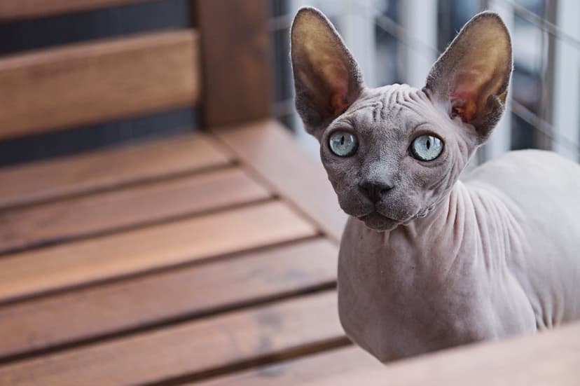 Sphynx cat with blue eyes and wrinkled skin sits on a wooden deck, focusing its gaze directly at the camera lens.
