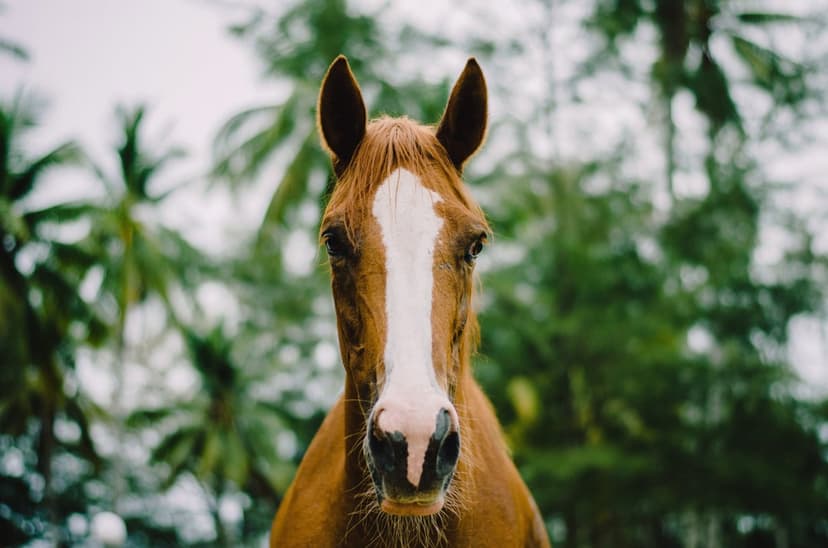 Brown horse with a white blaze down its nose faces forward against a blurred background of green palm leaves.